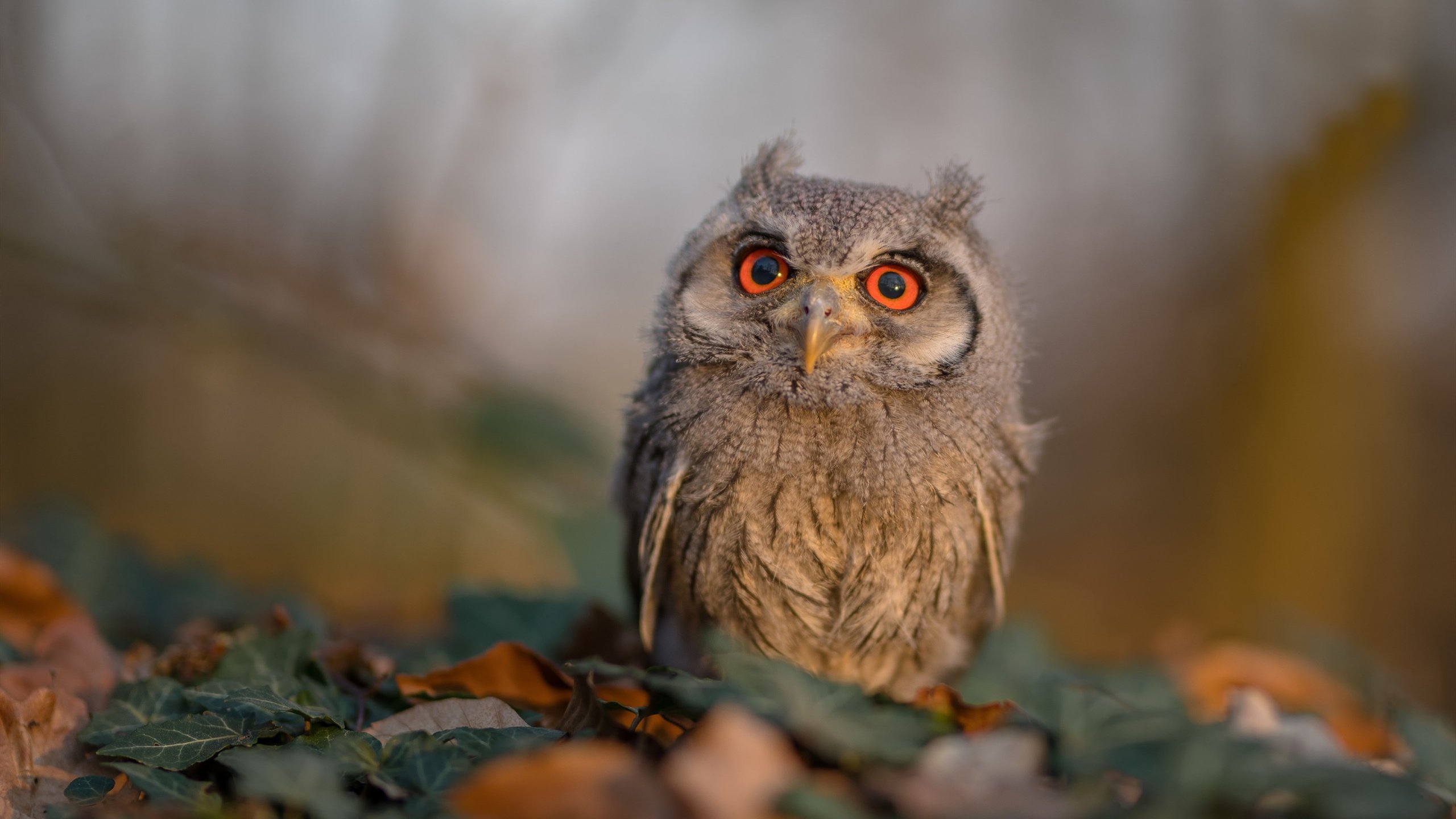 中国男篮战术执行精准 提升整体战斗力,中国男篮怎样才能崛起