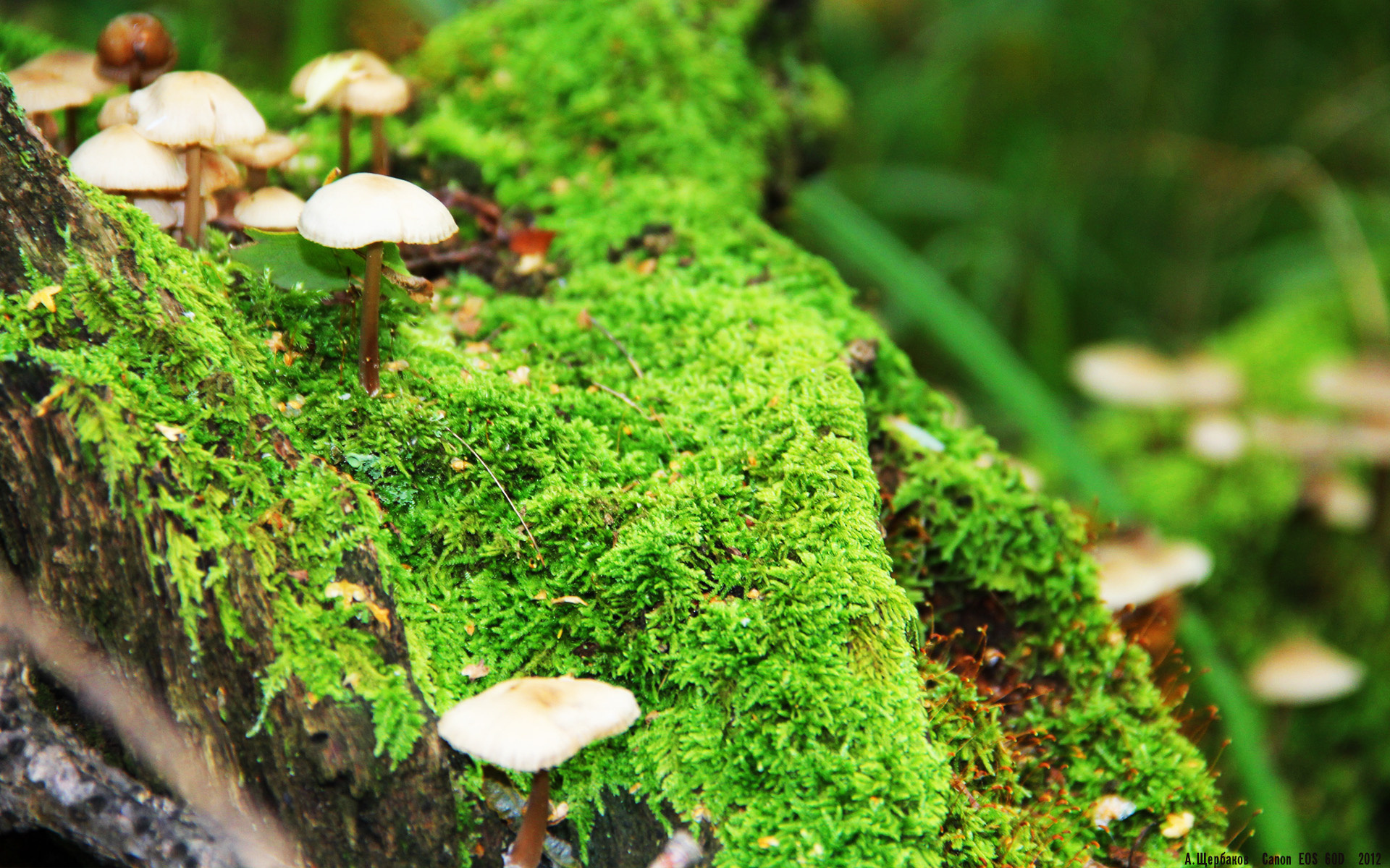 塞尔维亚女篮在欧洲锦标赛中夺冠,续写辉煌