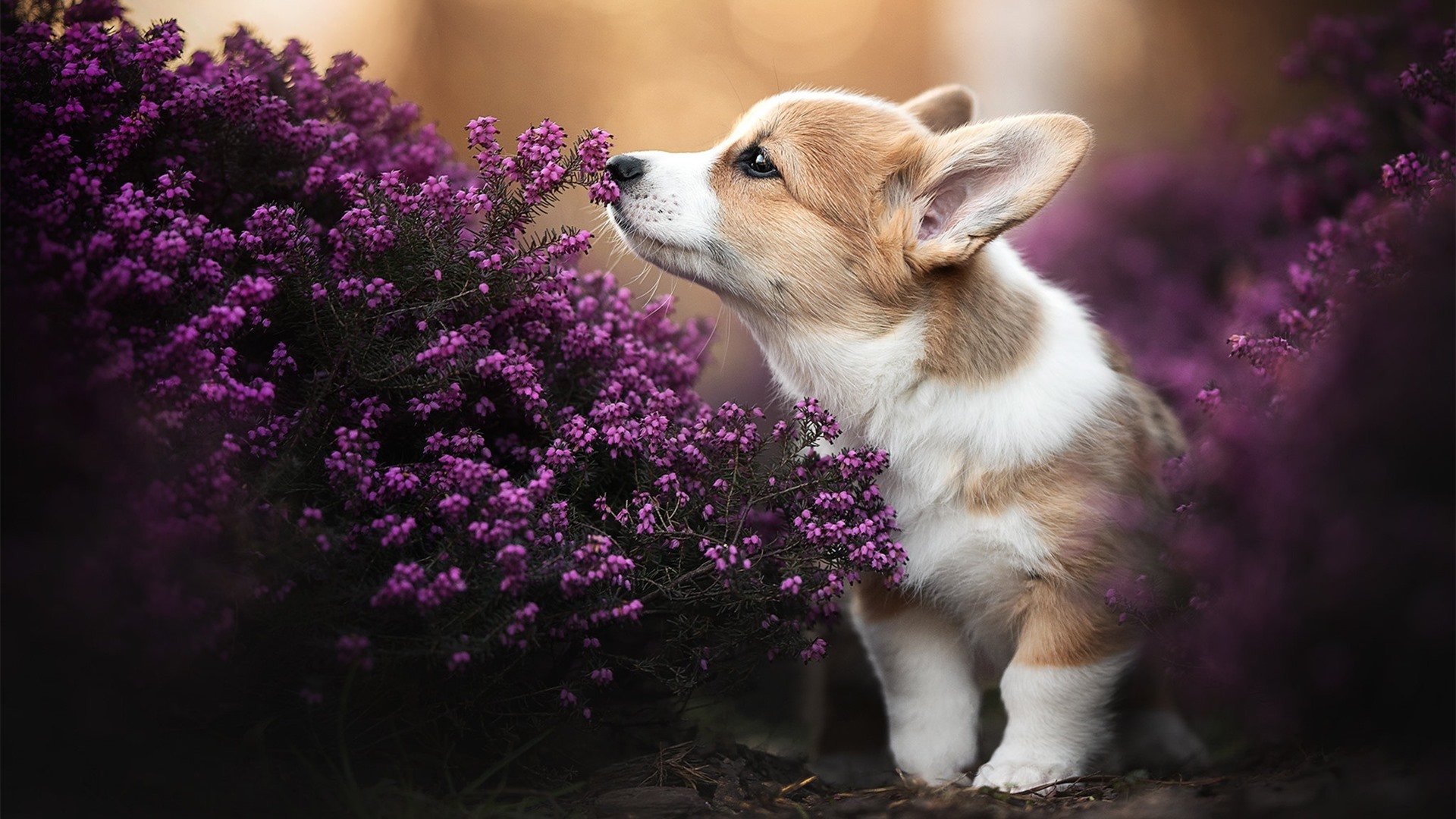 独行侠二队参加队内教学赛表现可圈可点,独行侠队比赛