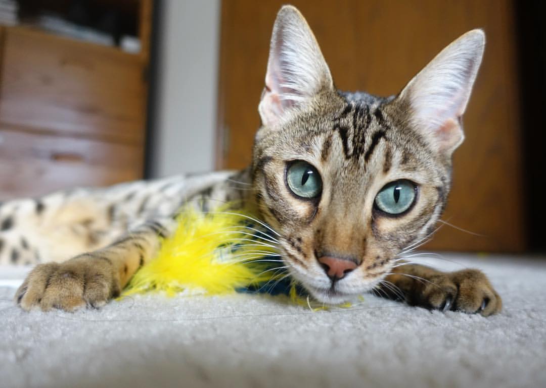 美洲杯的青少年球员发展计划,美洲杯资格