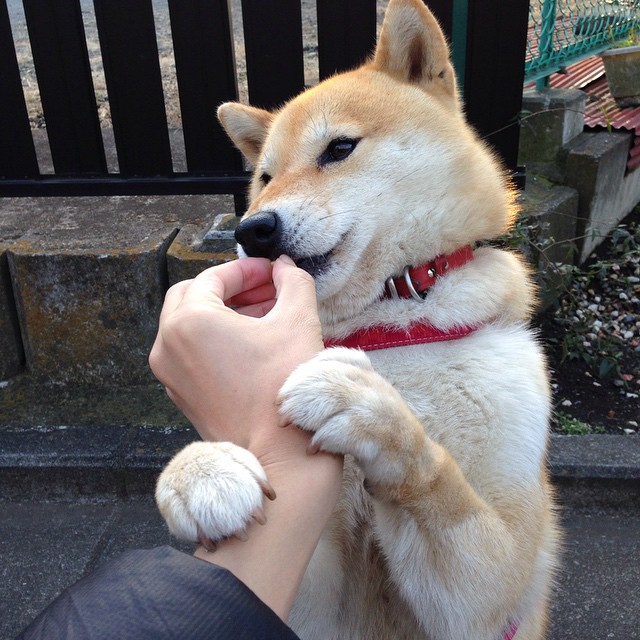 英国男子接力队决赛发挥稳健赢得喝彩,英国接力银牌被取消