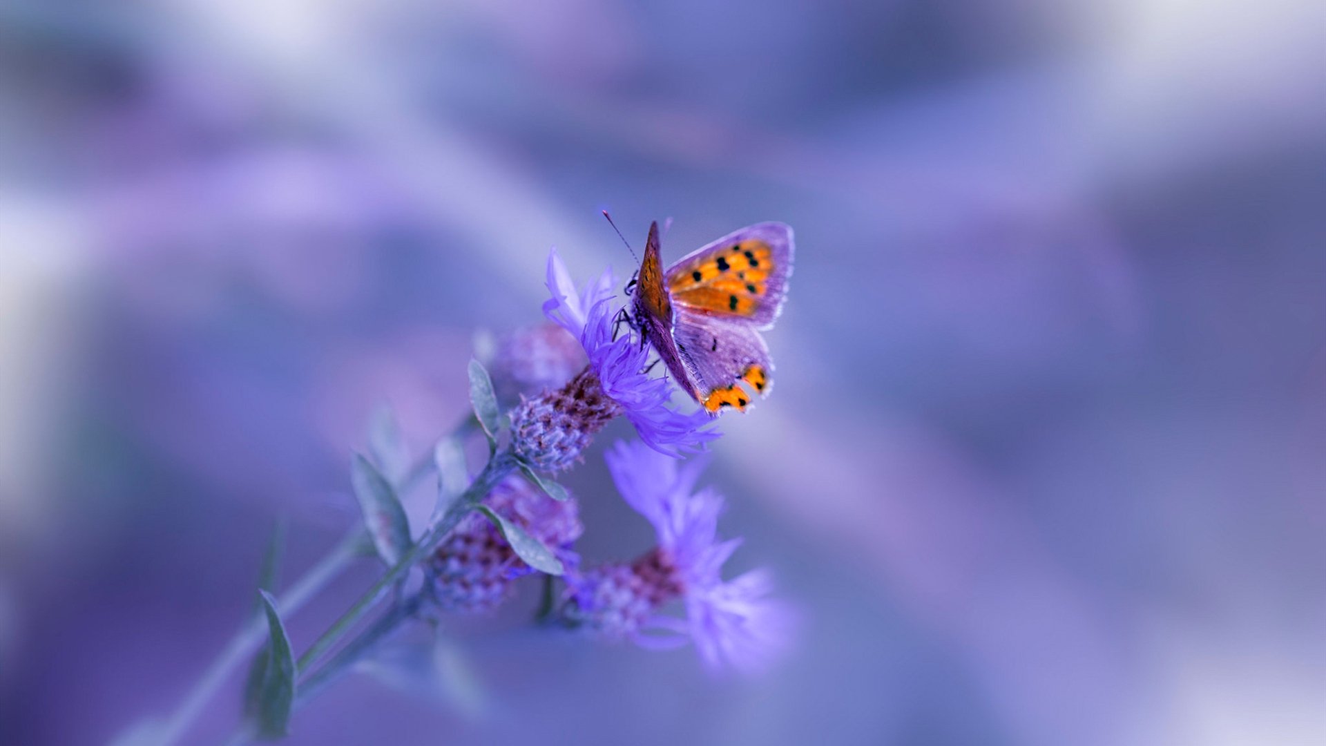 开云官网-高尔的快速反击和突破能力，成为袋鼠队制胜法宝